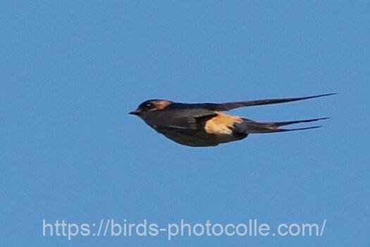 コシアカツバメ　2023.06.04