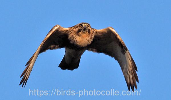 勅使池のノスリ191229-1