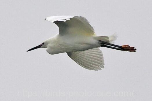 コサギ　2024.04.23