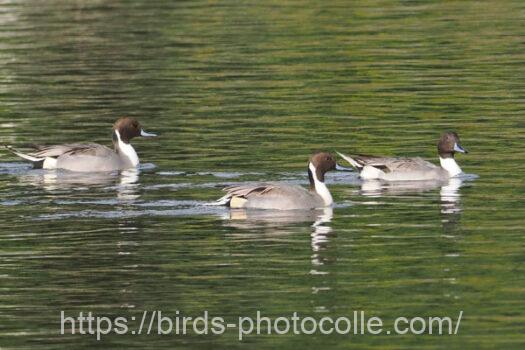 オナガガモ　2024.11.27