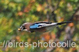 カケス　2025.10.23