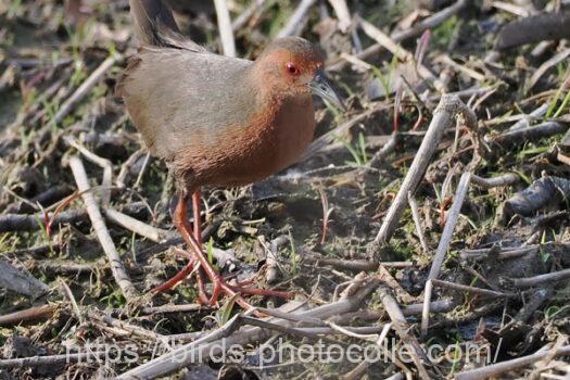 ヒクイナ　2025.04.05