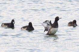 キンクロハジロ　2025.11.03