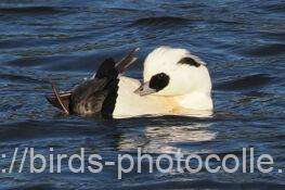 ミコアイサ　2025.12.22