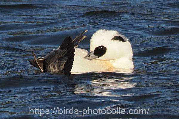 ミコアイサ 2025.12.22