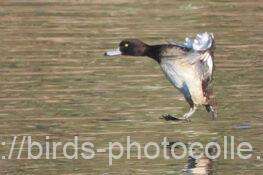 今日の観察は2羽キンクロハジロ　2026.01.10