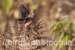 到着　ベニマシコ　2025.12.17