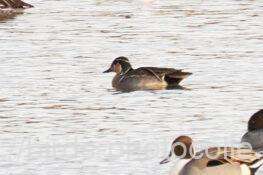 トモエガモ　2026.01.20