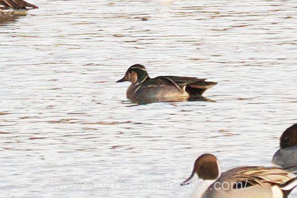 トモエガモ　2026.01.20