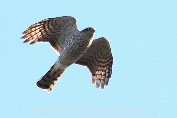 ハイタカ　2026.01.01