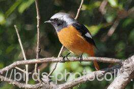 ジョウビタキ♂　2026.03.05