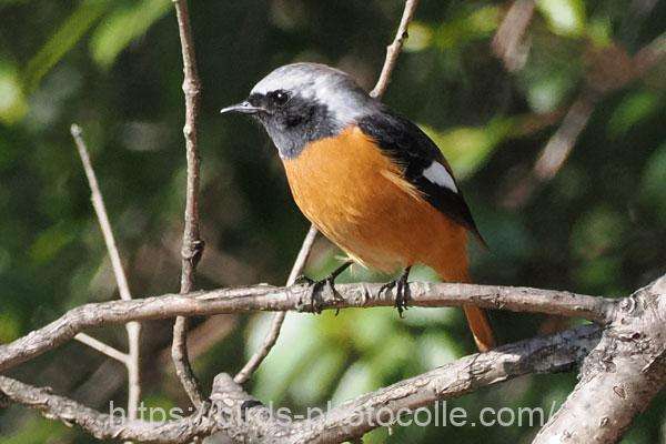 ジョウビタキ♂　2026.03.05