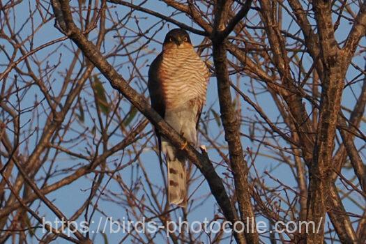 ハイタカ　2024.02.12