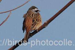 ホオジロ　2026.03.09