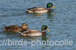 マガモ 2025.10.27