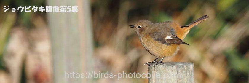 勅使池のジョウビタキ第5集