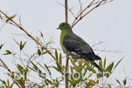 アオバト　2024.12.26