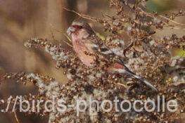 採餌中　ベニマシコ　2025.12.17