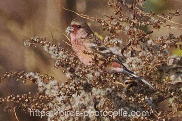 採餌中　ベニマシコ　2025.12.17