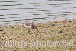 オジロトウネン？　ハマシギでした2025.10.19