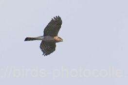 ハイタカ成鳥　2025.11.08