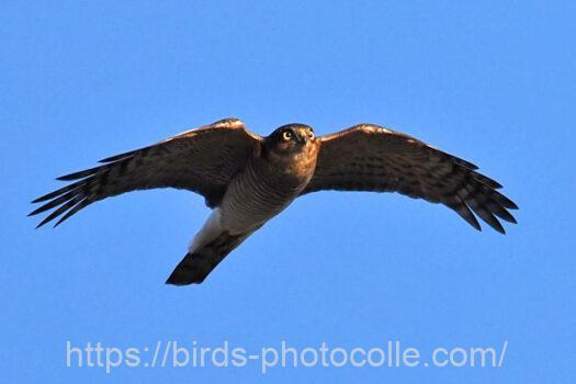 ハイタカ　2024.02.07