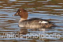 ホオジロガモ 2025.01.07