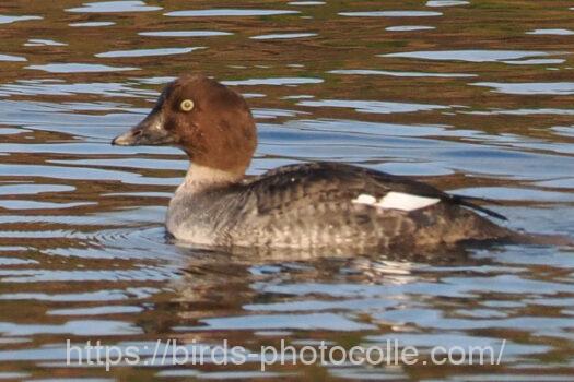 ホオジロガモ　2025.01.07