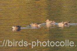 ハシビロガモ 2025.12.05