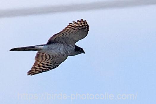 ハイタカ　2025.02.14