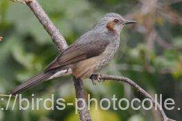 ヒヨドリ 2026.03.18