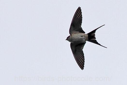 コシアカツバメ230424