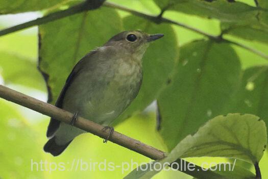 キビタキ　2024.10.05