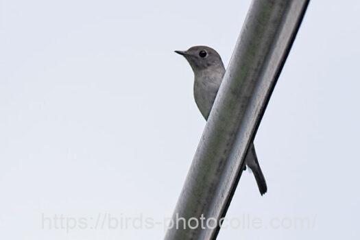 コサメビタキ　2024.09.13