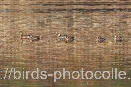 着水1　トモエガモ　2025.12.17