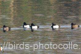 キンクロハジロ　2026.02.20