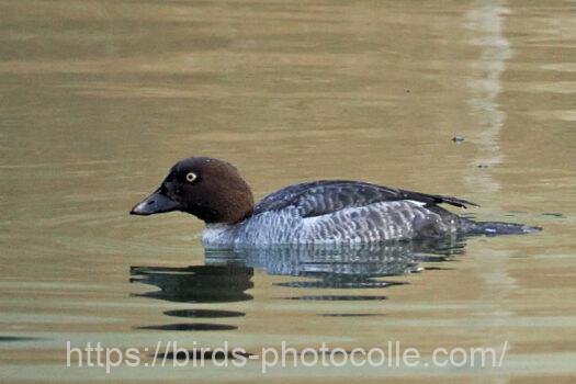 ホオジロガモ　2025.01.28