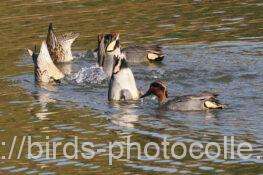 コガモ　2026.01.28