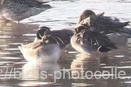 中程に♂が2羽　トモエガモ　2026.01.30