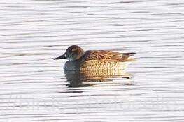 口元の白斑が目印トモエガモ♀　2026.01.23