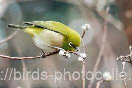 メジロ　2026.02.11