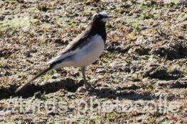 セグロセキレイ　2025.12.09