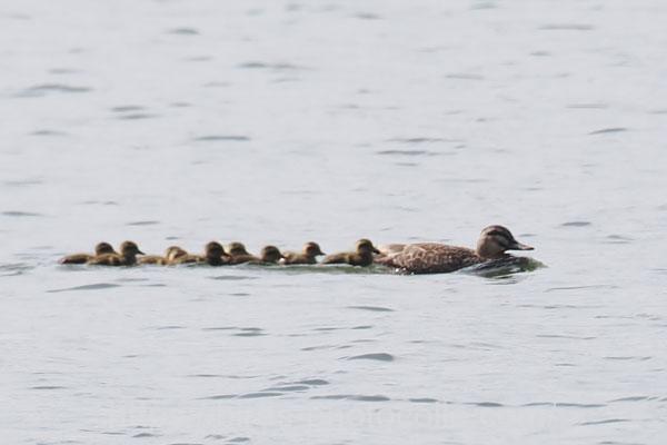 カルガモ幼鳥 2024.06.04