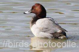 ホシハジロ♂　2026.01.28