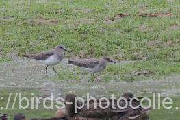 オジロトウネン　2025.09.29