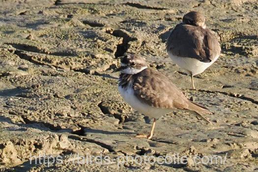 イカルチドリ221115