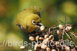 メジロ　2026.01.23