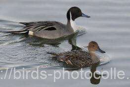 オナガガモ　2026.02.20