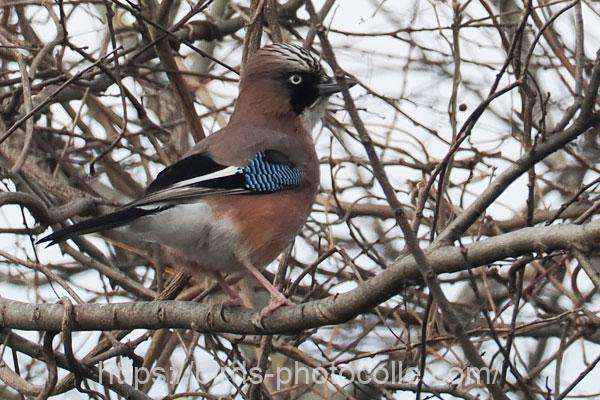 カケス 2026.01.13