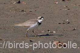 イカルチドリ　2026.01.28